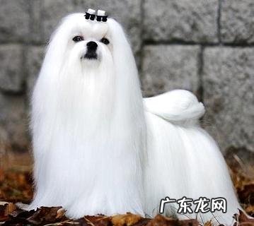 十分心爱的马尔济斯犬多少钱一只？看完你就知道了!