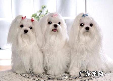 十分心爱的马尔济斯犬多少钱一只？看完你就知道了!