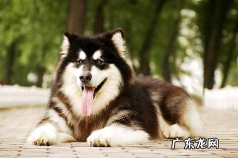 市场上的阿拉斯加犬多少钱一只？