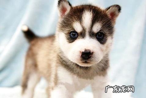 一只哈士奇多少钱?好养吗?