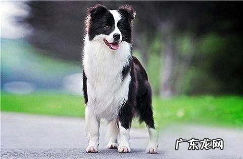 怎么练习边境牧羊犬?