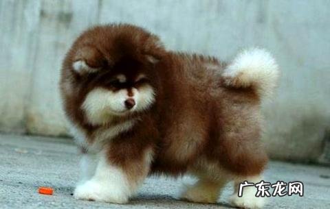 阿拉斯加雪橇犬和哈士奇犬有什么区别？看完就知道了