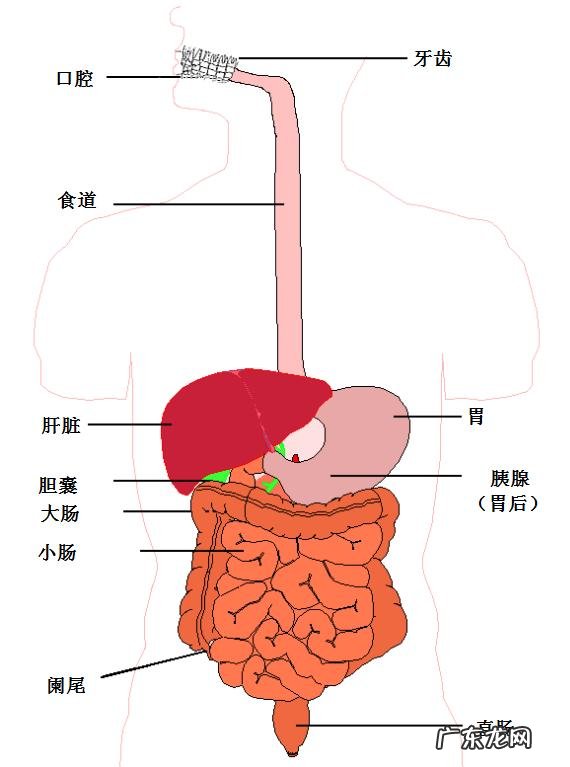 多喝水,多排尿能降血压吗?