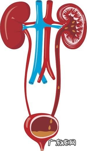 多喝水,多排尿能降血压吗?