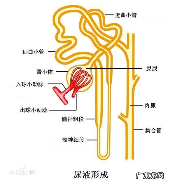 多喝水,多排尿能降血压吗?