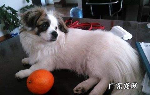 蝴蝶犬多少钱一只?契合你的心思价位吗?