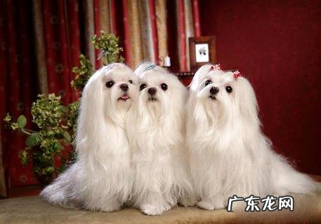 马尔济斯犬多少钱？为什么养它们的人不多？