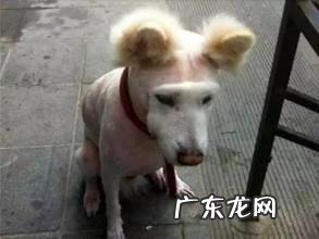 “狗狗身上有跳蚤怎么办”有何好方法？