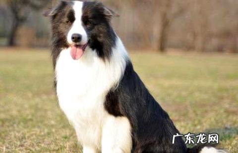 想养一只边境牧羊犬？这篇文章就告知我们边境牧羊犬的价格