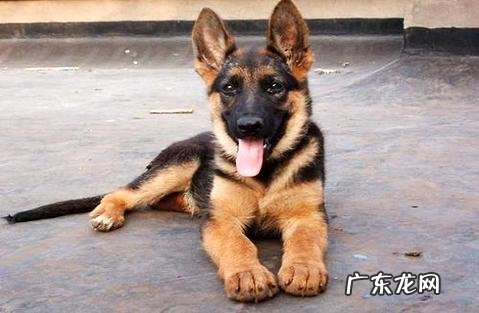 “德国牧羊犬怎样练习”哪些方面需求留意?