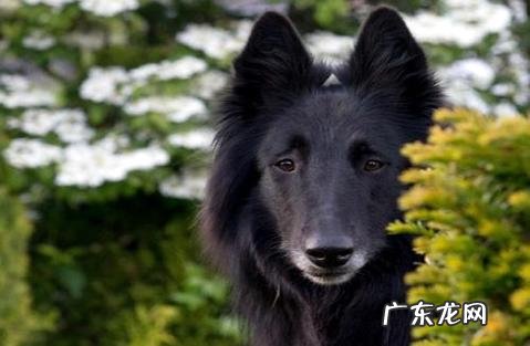 边境牧羊犬怎样养?需求留意这几点