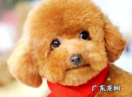 泰迪犬多少钱一只?不同品相价格不一样