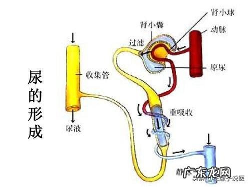 走路快的人，是好还是不好呢