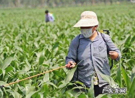 40个种植骗局 大棚种植什么最赚钱不愁销路