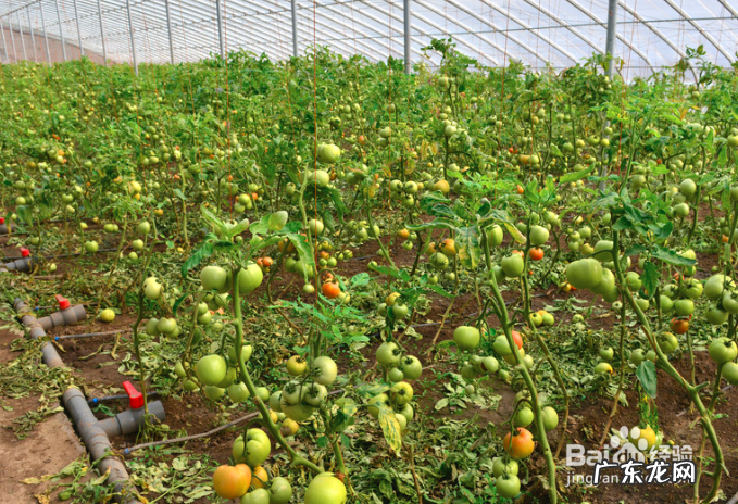 40个种植骗局 大棚种植什么最赚钱不愁销路