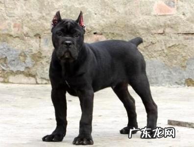 小狗多大能够洗澡？洗澡时应留意哪些问题？