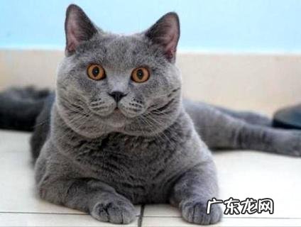 坐高铁能够带宠物吗?应该留意哪些事项?