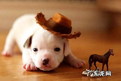 坐高铁能够带宠物吗?应该留意哪些事项?