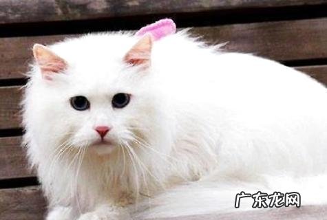 养猫和养狗的差异有哪些?