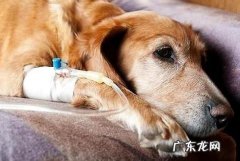 狗吃骨头能消化吗?