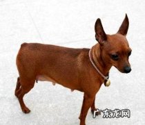 小鹿犬哪种色彩最贵 小鹿犬价格多少？