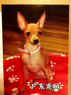 小鹿犬哪种色彩最贵 小鹿犬价格多少?