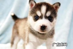 日子中，拉布拉多能够吃米饭吗？