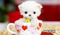 茶杯犬多少钱一只？怎样选购茶杯犬？