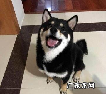 黑柴犬多少钱一只
