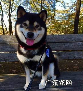 黑柴犬多少钱一只