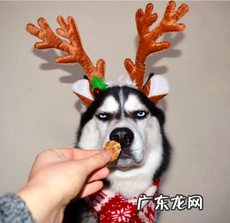 你知道纯种哈士奇多少钱一只吗?