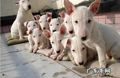 牛头梗为什么禁养?看完这些你就知道了