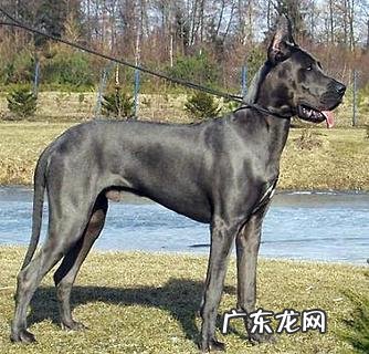 你知道巨型贵宾犬多少钱一只吗?