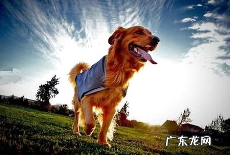 狗狗应该在什么时候接种疫苗?