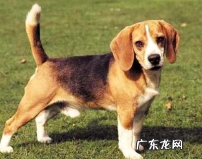 狗狗应该在什么时候接种疫苗?