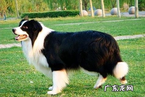 十大忠实的狗排名和你想像中的相同吗?