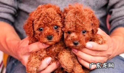 两个月的泰迪怎样养?有什么要注意的?