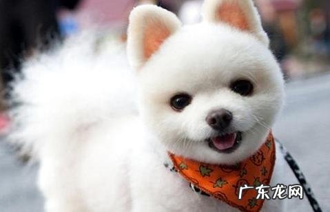 泰迪怎么看纯不纯?养它的时分咱们需求留意什么问题?