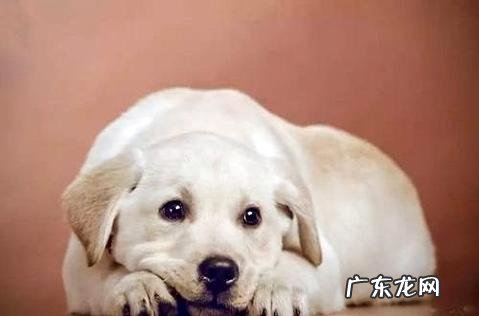 狗狗脱毛严峻怎么办?这样做就对了!