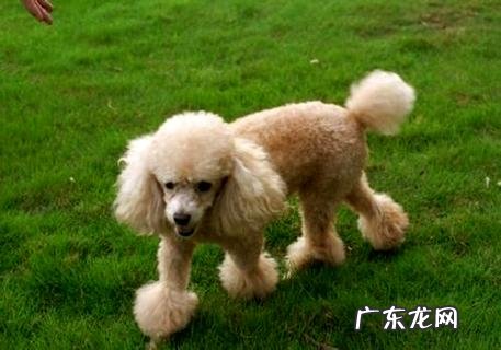 贵宾狗多少钱一只