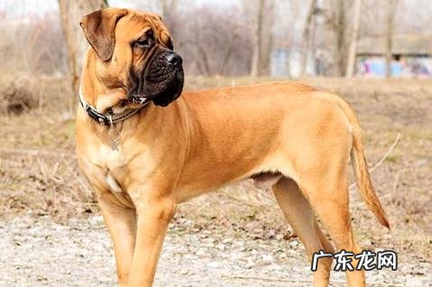 狗狗忽然不吃狗粮了,究竟是什么原因