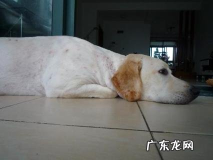 狗狗能吃生果吗?狗狗能吃什么生果?