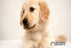 狗狗能够吃苹果吗？狗狗能吃哪些生果？