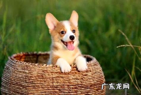 柯基吃什么狗粮好，最适合“柯基”的狗粮前五种是哪些？