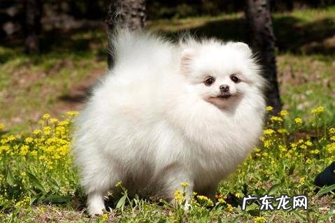 博美犬多少钱一只,至少要这个数