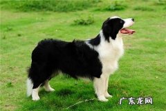 边境牧羊犬性情