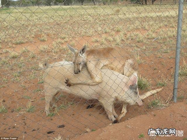 袋鼠的生活习惯有哪些？简单一点，几句话就行？