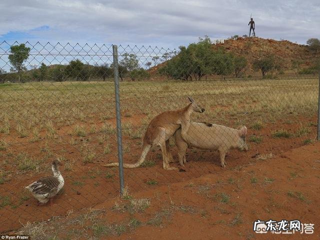 袋鼠的生活习惯有哪些？简单一点，几句话就行？