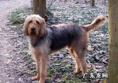 狗狗在出产今后吃什么下奶比较多？