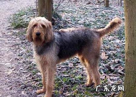 狗狗在出产今后吃什么下奶比较多?